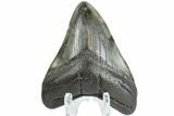 Fossil Megalodon Tooth - South Carolina #164974-1